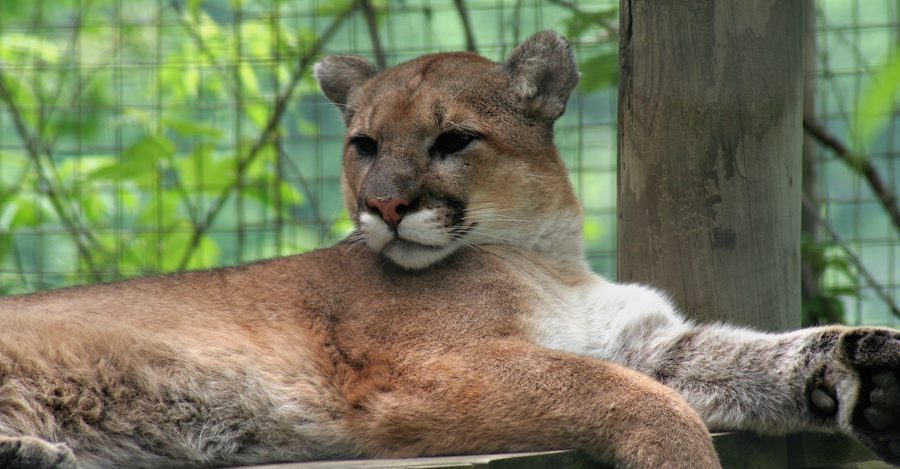 A calm mountain lion resting in a zoo.